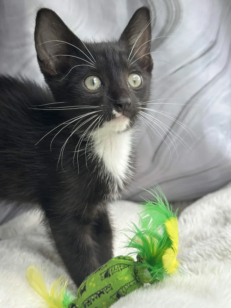 A baby medium-sized male Black Domestic Short Hair cat named Cobalt for adoption in Houston, TX