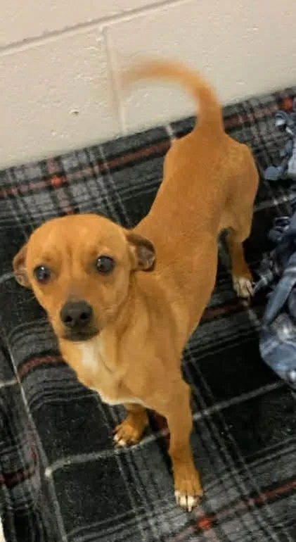 An adult small-sized male Golden Chihuahua dog named Cash for adoption in Mingus, TX