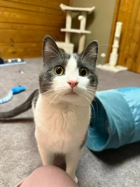 A young medium-sized male Domestic Short Hair cat named Mittens for adoption in Cloquet, MN