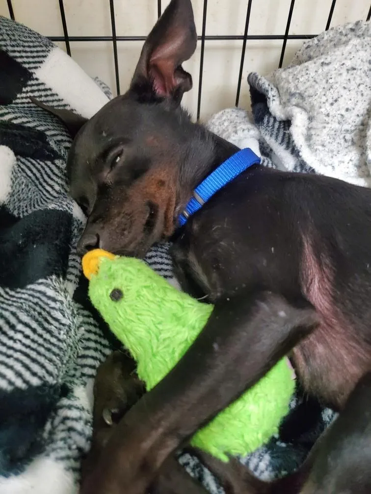 An adult small-sized male Black Chihuahua dog named Radar for adoption in Lakeland, TN