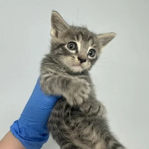A baby small-sized male Domestic Short Hair cat named Gale for adoption in Indianapolis, IN