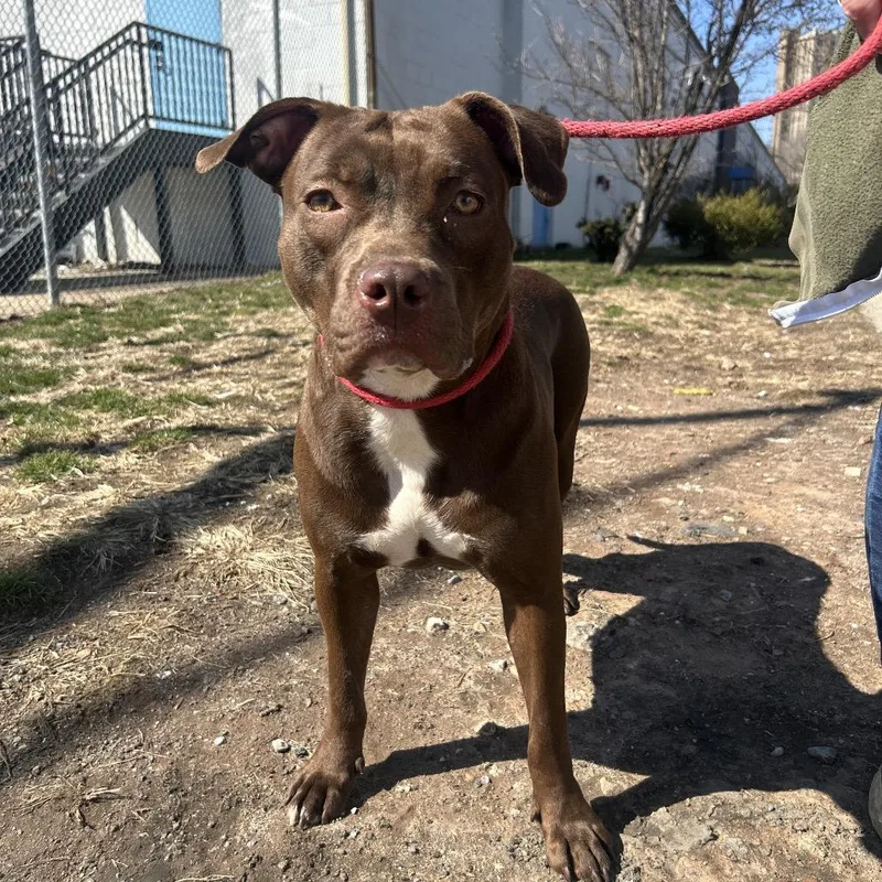 An adult medium-sized female Brown / Chocolate Mixed Breed dog named Winnie for adoption in Weimar, CA