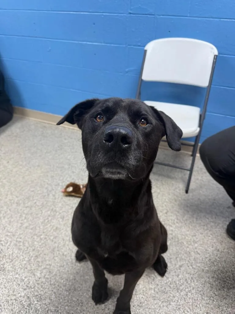 A young large-sized male Pit Bull Terrier dog named Dennis for adoption in Blountville, TN