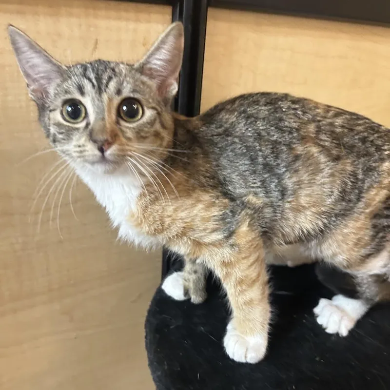 A baby small-sized female Domestic Short Hair cat named Dee for adoption in Hemet, CA