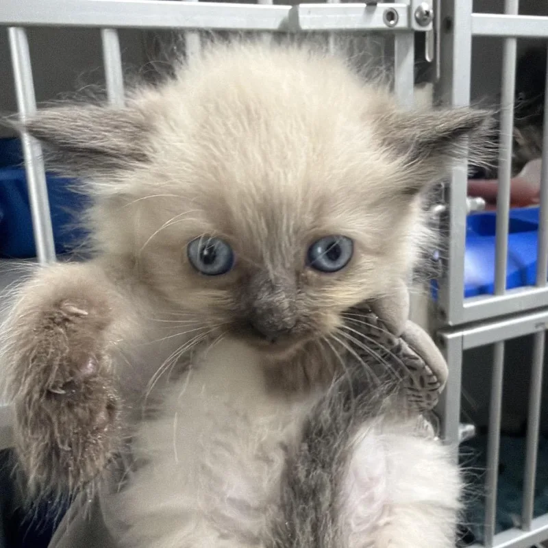 A baby small-sized female White Siamese cat named Roso for adoption in Summerville, SC