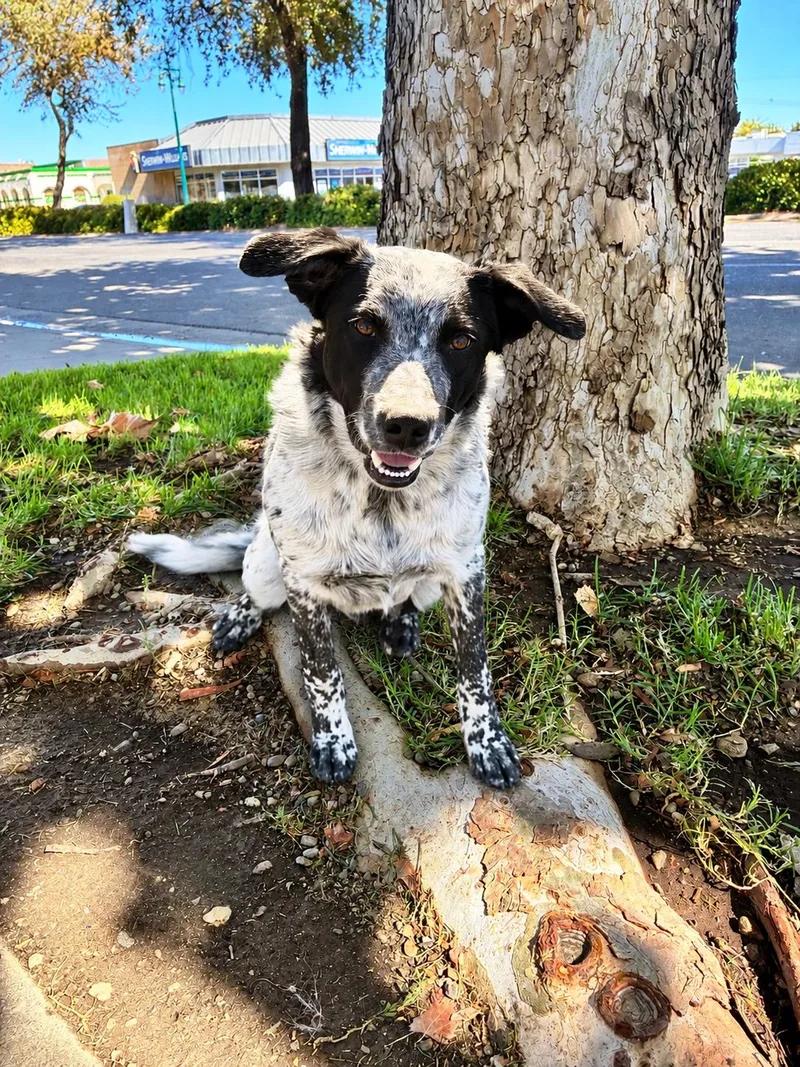 A baby medium-sized male Black Border Collie dog named Rocko for adoption in Lodi, CA