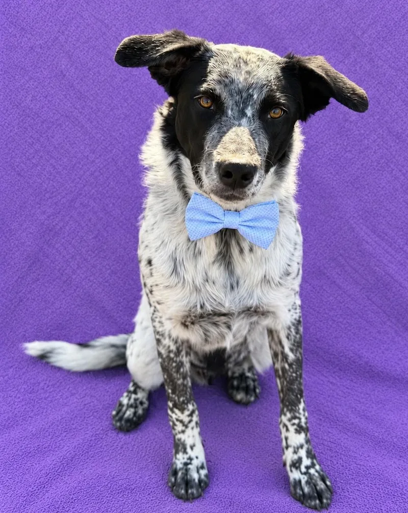 Rocko thumbnail 3