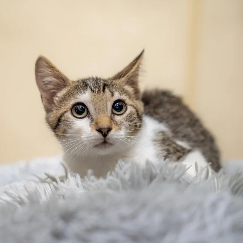 A baby small-sized female Black Domestic Short Hair cat named Maddi for adoption in Gainesville, GA