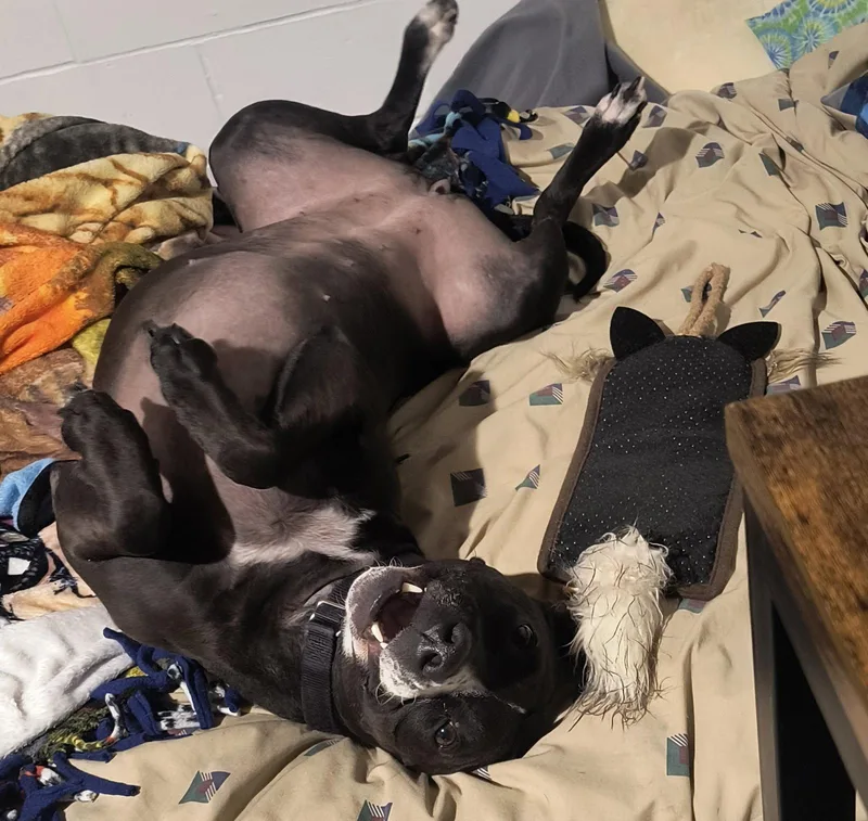 A young medium-sized female Staffordshire Bull Terrier dog named Piper for adoption in Williamsburg, IA