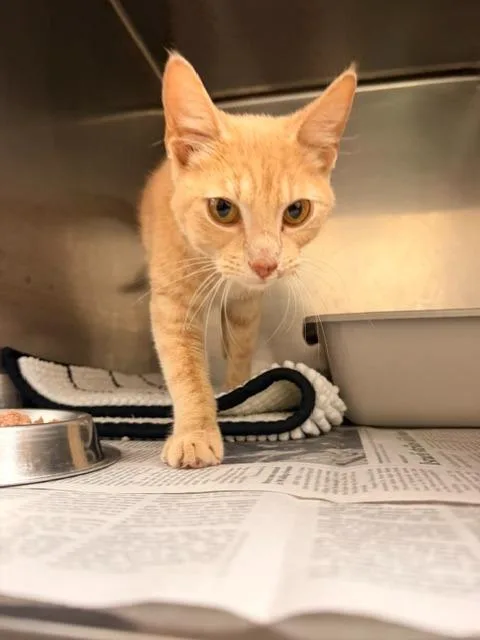 A baby medium-sized female Domestic Short Hair cat named Charmander for adoption in Richland Hills, TX
