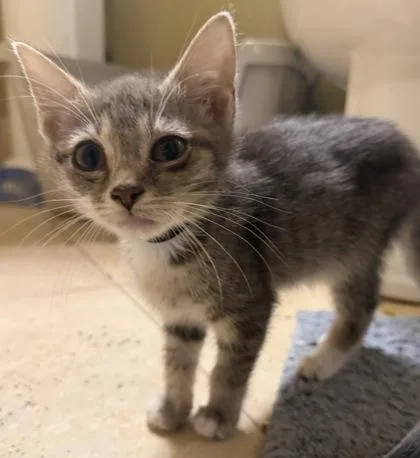 A baby small-sized female Domestic Short Hair cat named Petunia for adoption in Lawrenceville, GA
