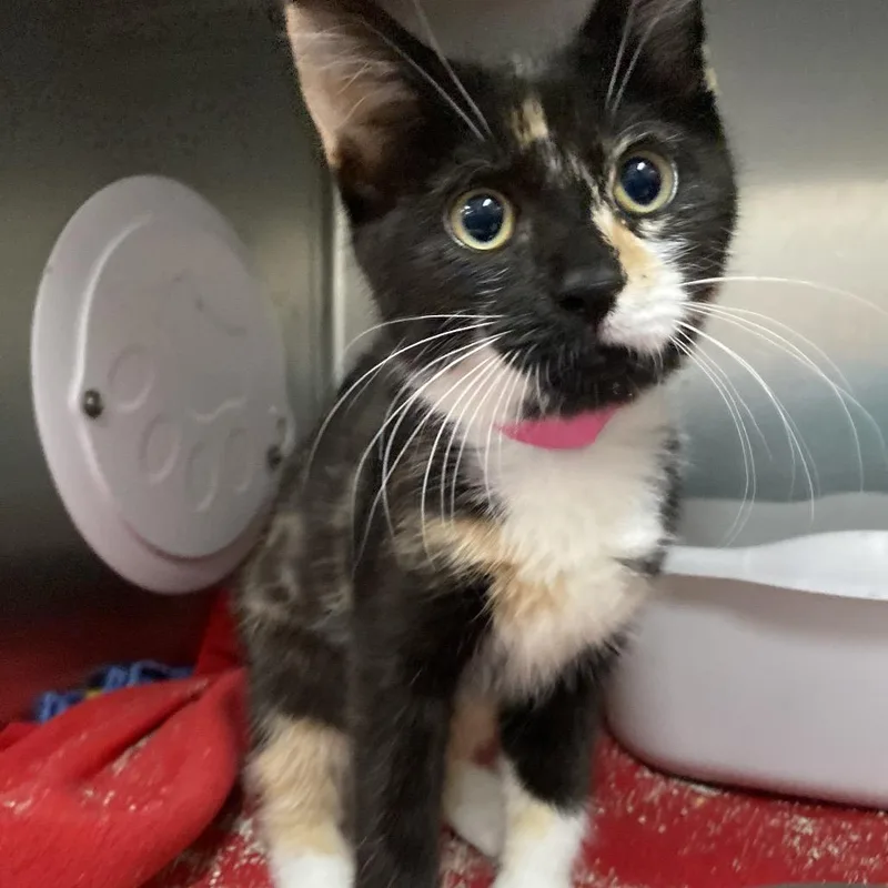 A baby small-sized female Calico Domestic Short Hair cat named Smores for adoption in Lakeland, FL