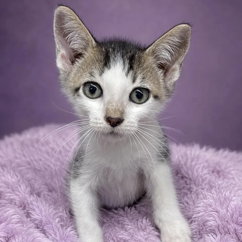 A baby large-sized male White Domestic Short Hair cat named Foxy for adoption in Heber Springs, AR