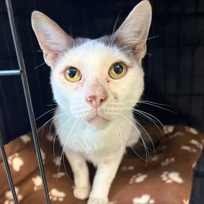 An adult medium-sized male Domestic Short Hair cat named Poe for adoption in Fredericksburg, TX