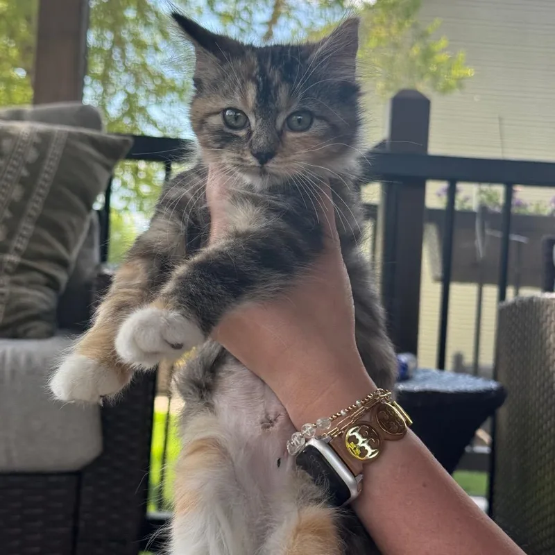 A baby small-sized female Black Domestic Short Hair cat named Snickerdoodle for adoption in Buffalo, MN