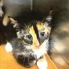 A baby small-sized female Calico Domestic Short Hair cat named Penelope for adoption in Marietta, GA