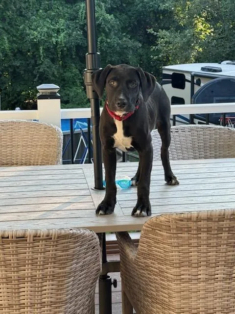 A baby large-sized male Black Labrador Retriever dog named Jax for adoption in Pleasant Valley, NY