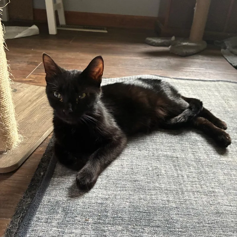 A young medium-sized female Black Domestic Short Hair cat named Elyse for adoption in Carmel, IN