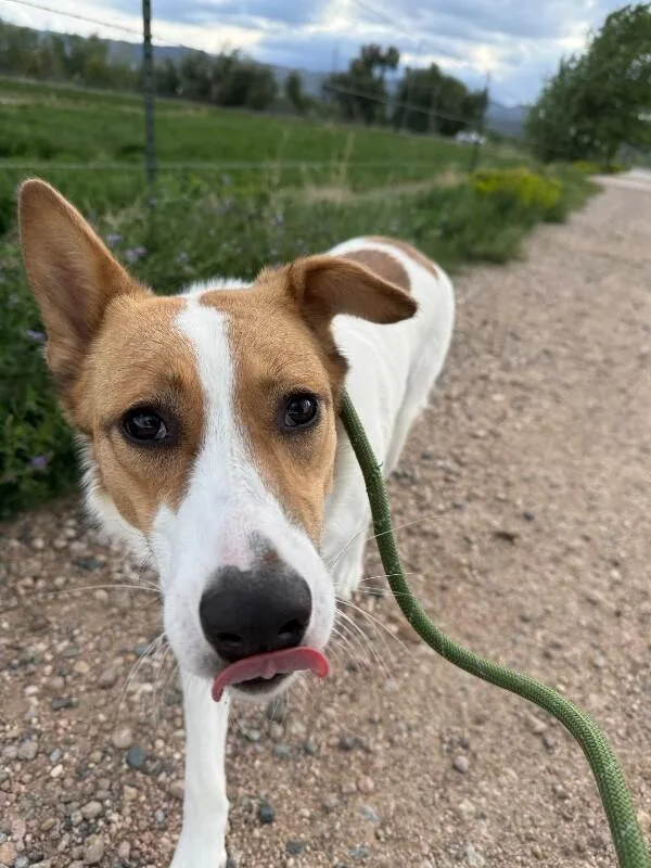 An adult medium-sized female White / Cream Mixed Breed dog named Flower Power for adoption in Fort Collins, CO