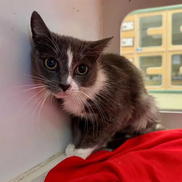 An adult small-sized female Domestic Short Hair cat named Stormy for adoption in Riverside, CA