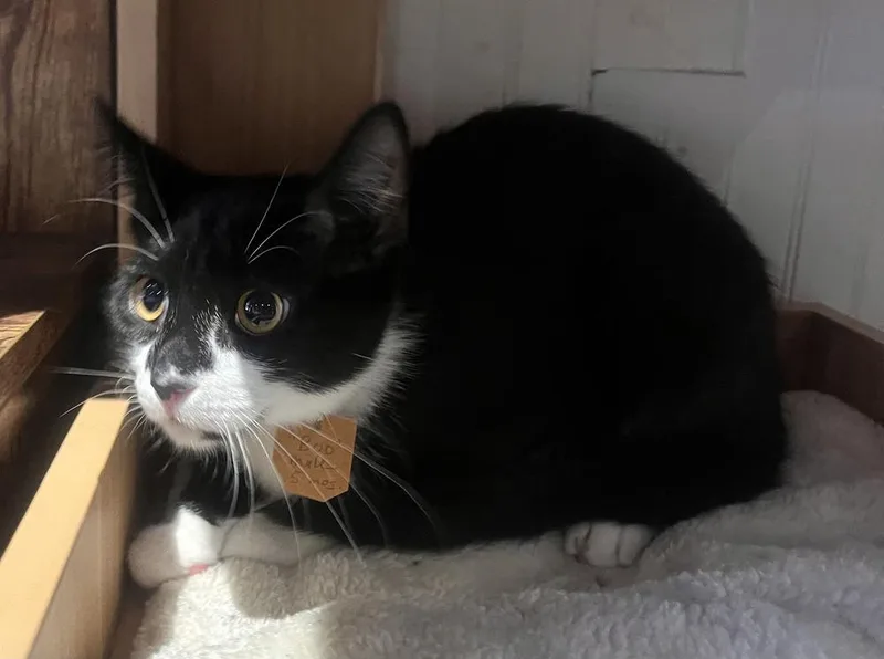 A young small-sized male Black & White / Tuxedo Domestic Short Hair cat named Boo for adoption in Lewisburg, PA