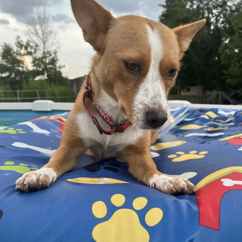 An adult medium-sized female Yellow / Tan / Blond / Fawn Corgi dog named Foxy Lady for adoption in Cartersville, GA