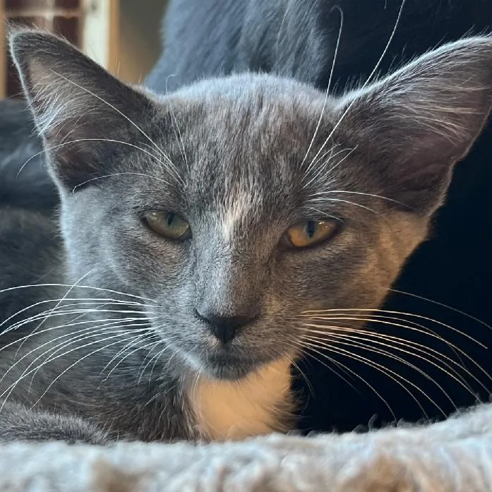 NCI Talia
