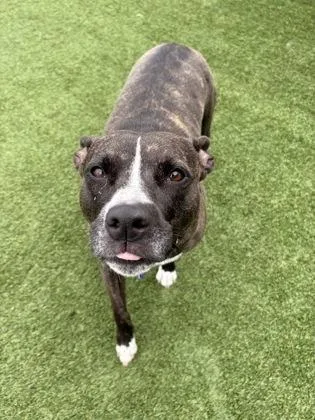 A baby medium-sized female Pit Bull Terrier dog named Jazz for adoption in Fort Worth, TX