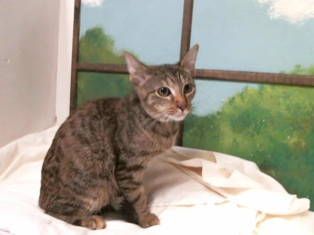 A baby small-sized female Domestic Short Hair cat named Mabel for adoption in Houston, TX
