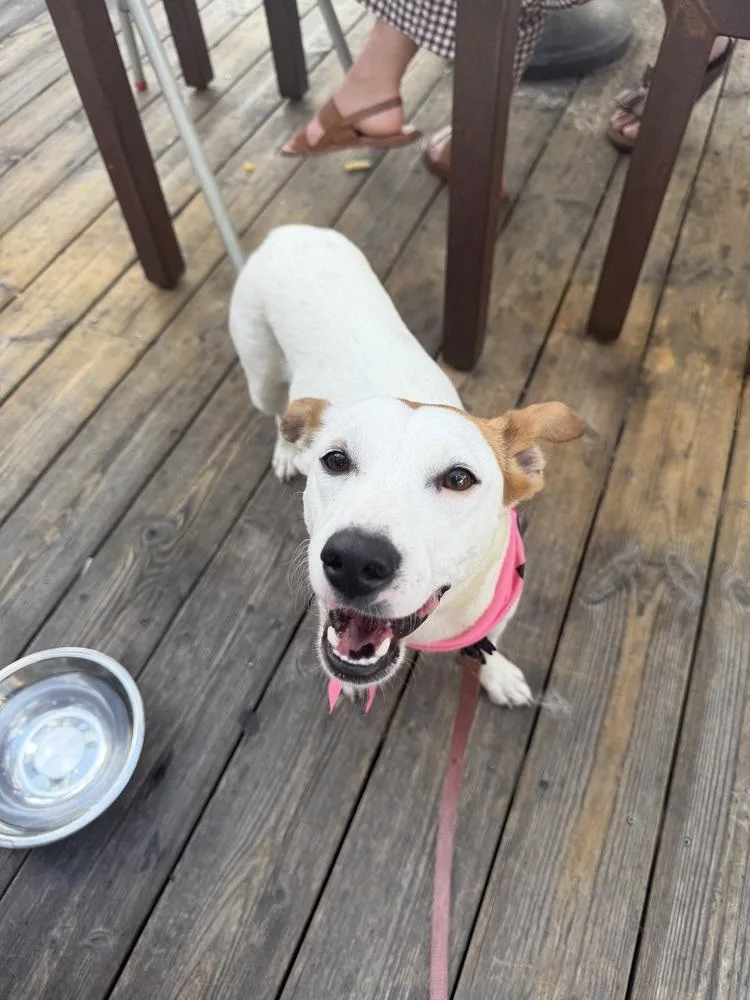 An adult small-sized female Jack Russell Terrier dog named Carmela for adoption in Aurora, CO