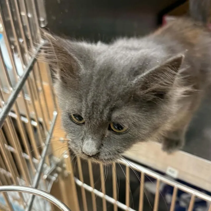 A baby small-sized female Domestic Medium Hair cat named Misty for adoption in Canton, NC