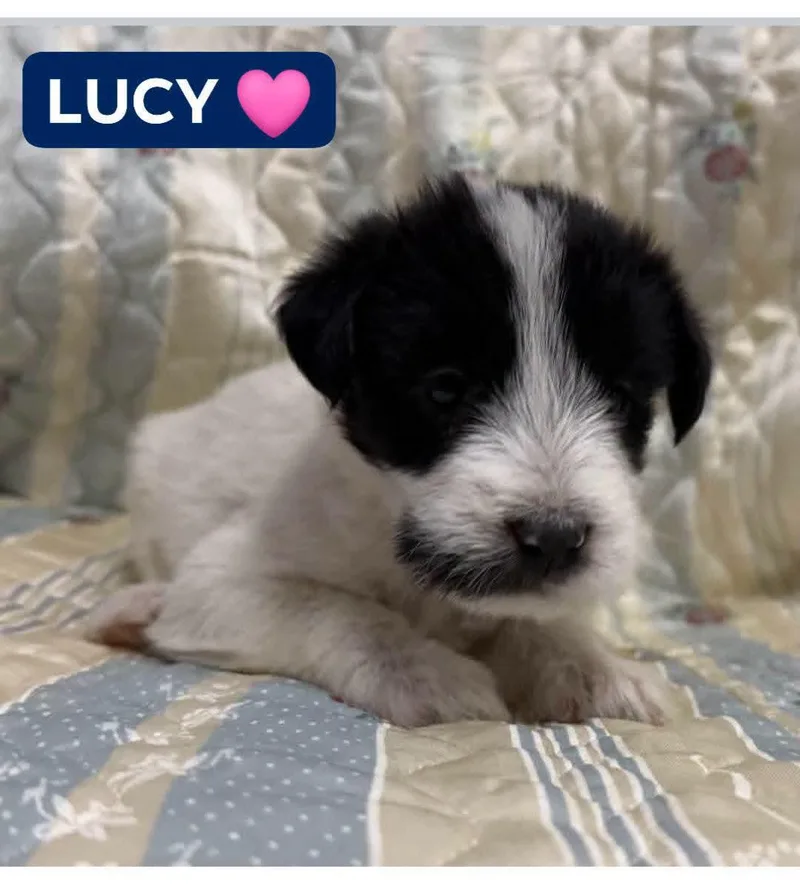 Lucy thumbnail 2