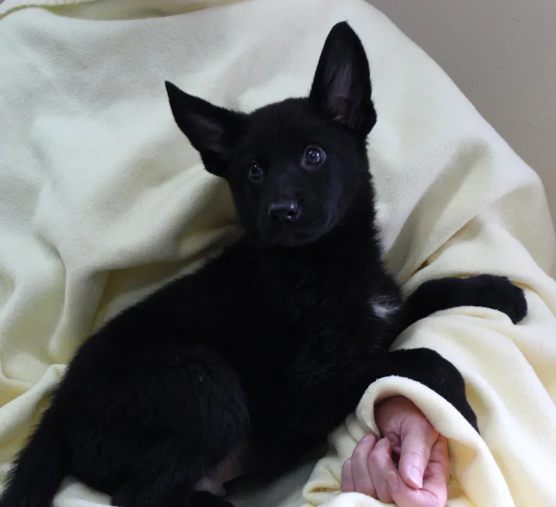 A baby large-sized male Shepherd dog named Grizzly for adoption in Prattville, AL