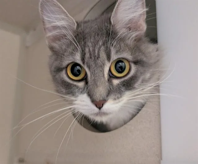 A young small-sized female Domestic Medium Hair cat named Sage for adoption in Denver, CO