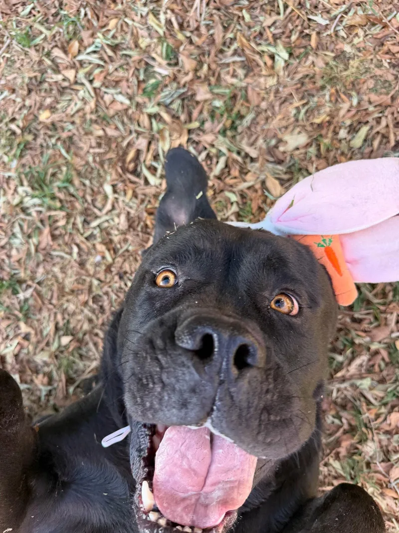 A young medium-sized male Mastiff dog named Chip for adoption in Glendale, AZ