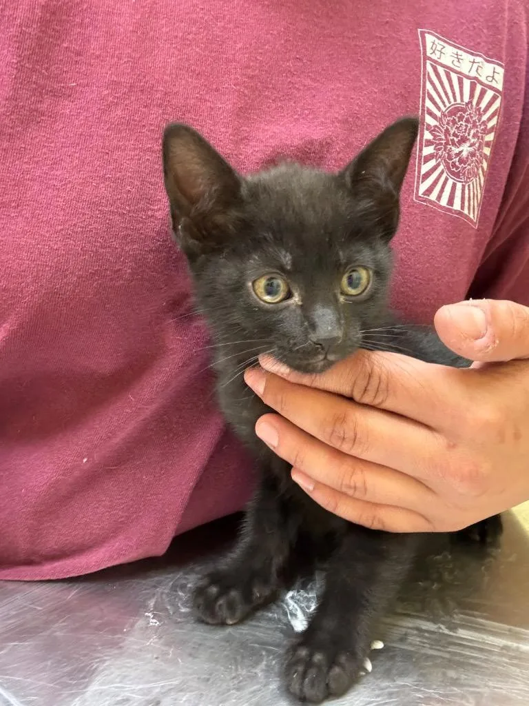 A baby small-sized female Domestic Short Hair cat named Nimbus for adoption in Crossville, TN