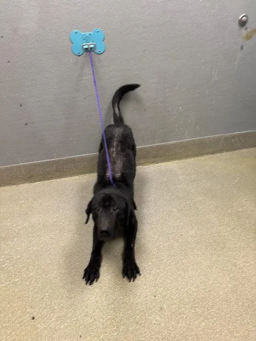 A young large-sized male Labrador Retriever dog named Onyx for adoption in Las Vegas, NV