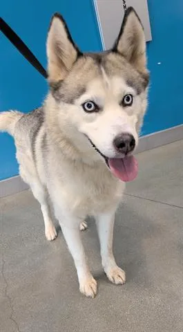 An adult large-sized female Siberian Husky dog named A for adoption in San Martin, CA