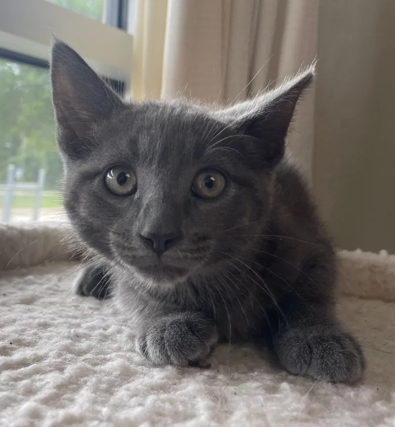 A baby medium-sized male Gray / Blue / Silver Domestic Short Hair cat named Diego for adoption in Gladstone, MO