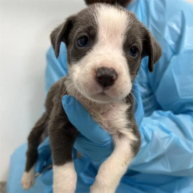 A baby small-sized female Terrier dog named Fee for adoption in San Antonio, TX