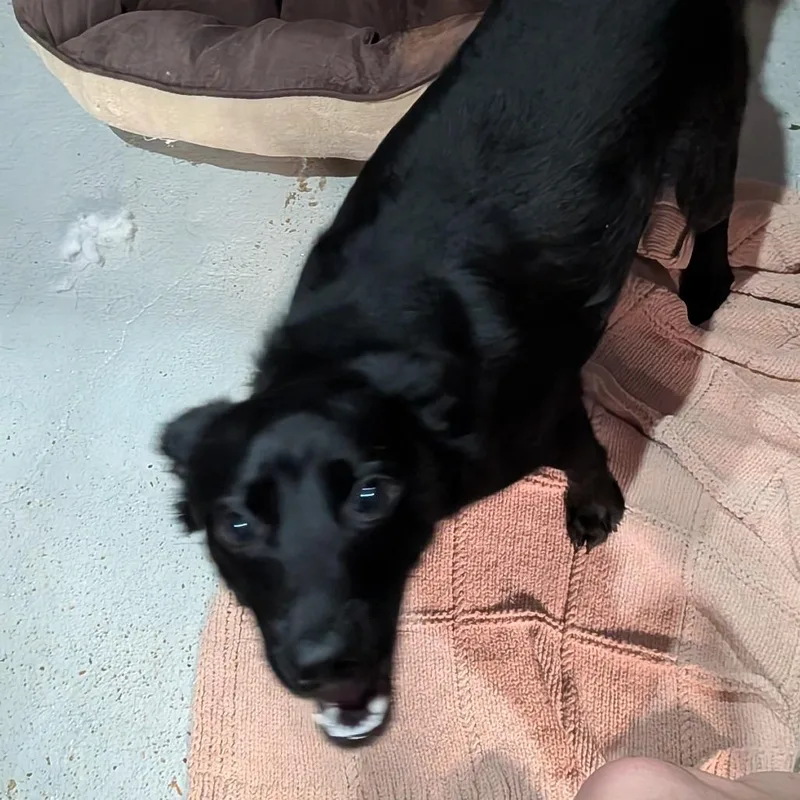 A young medium-sized male Black Mixed Breed dog named Charlie Boy for adoption in Leander, TX