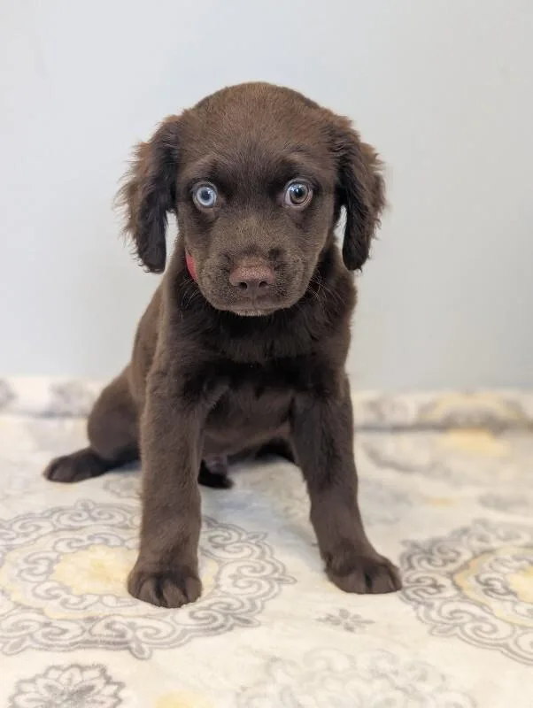 A baby small-sized male Brown / Chocolate Boykin Spaniel dog named Mark for adoption in Aiken, SC