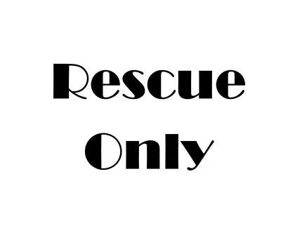 A young large-sized male German Shepherd Dog dog named Mint for adoption in Conway, SC