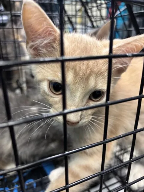 A baby small-sized male Domestic Short Hair cat named Simba for adoption in Miami, FL