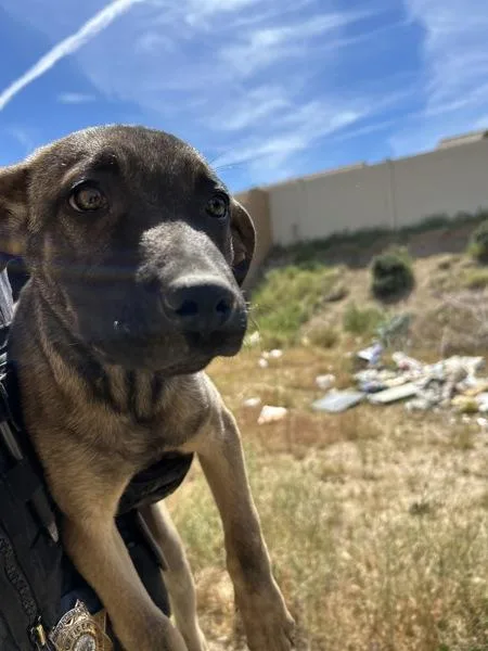 A baby large-sized female Shepherd dog named Iris for adoption in Victorville, CA