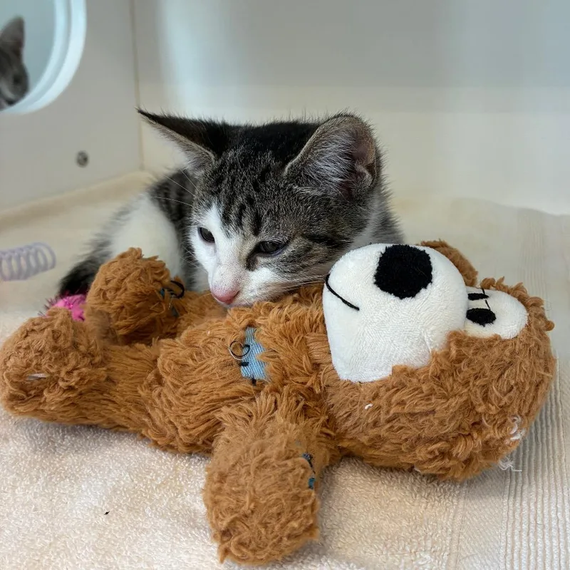 A baby small-sized female Black & White / Tuxedo Domestic Short Hair cat named Pringles for adoption in Greensboro, NC