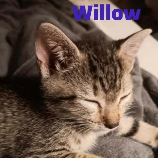Nymeria thumbnail 4