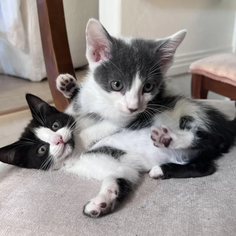 A baby small-sized male Gray / Blue / Silver Domestic Short Hair cat named Bandit for adoption in Los Angeles, CA