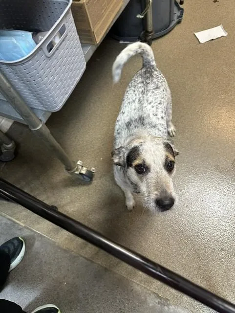 A young large-sized female Mixed Breed dog named Moh for adoption in Rome, GA