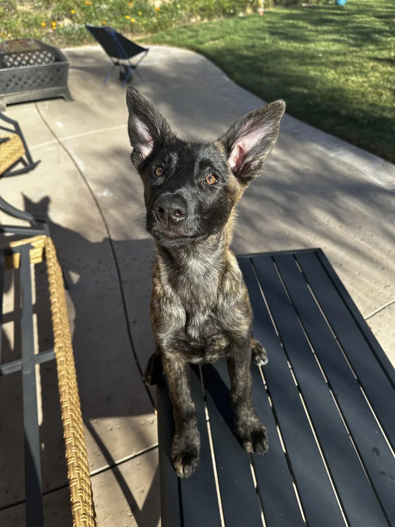 A young medium-sized female Dutch Shepherd dog named Poppy for adoption in Vancouver, WA